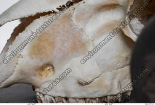 Photo Textures of Mouflon Skull 